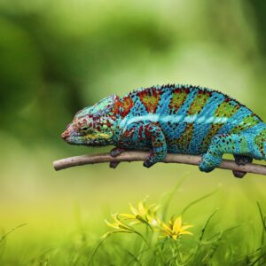 Chameleon